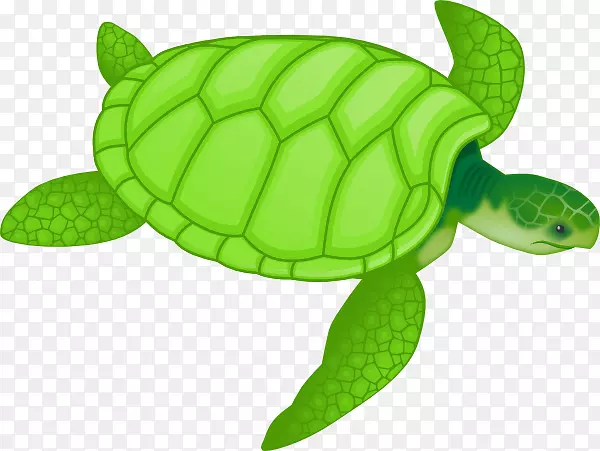 绿海龟画夹艺术-海洋动物艺术