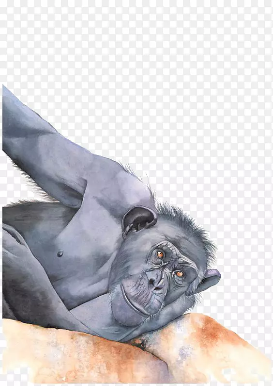 西方大猩猩普通黑猩猩猿类灵长类-手绘猴子