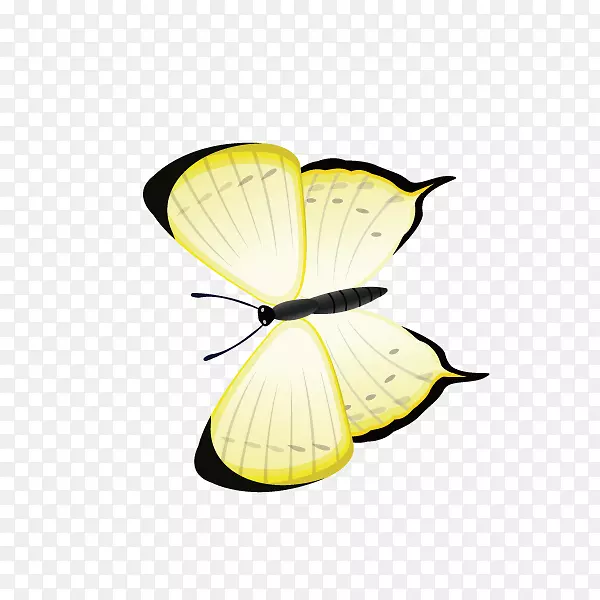 蝴蝶黄色-蝴蝶，黄色蝴蝶