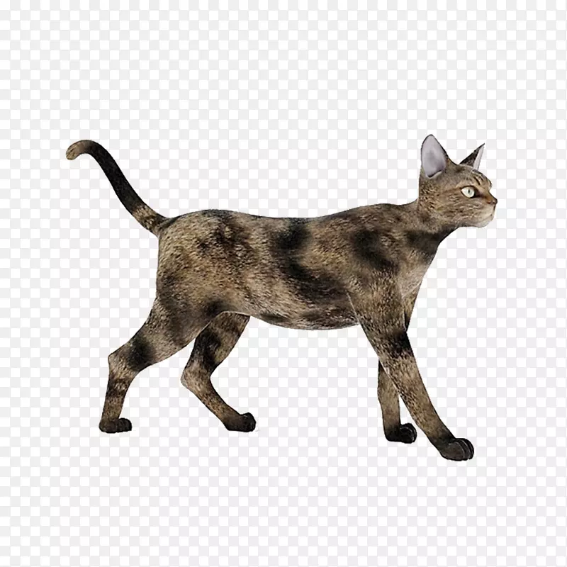 CAT三维建模三维计算机图形Autodesk 3ds max纹理映射-棕色猫