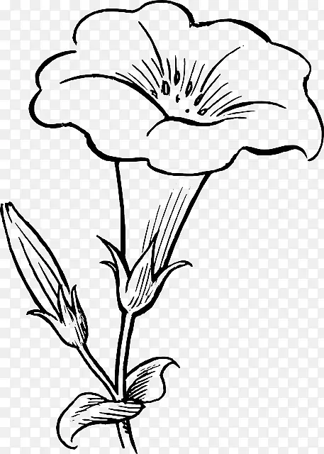 花黑白画片艺术-花卉绘画