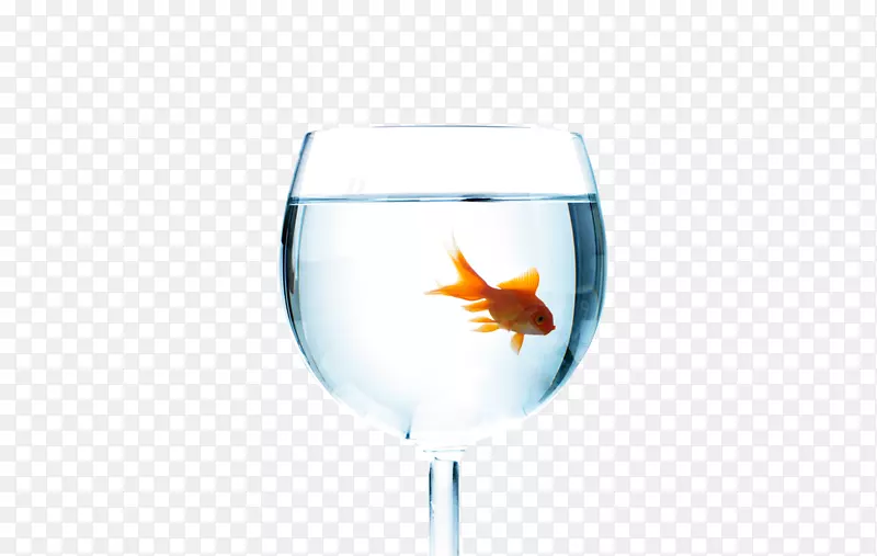 酒杯鱼-玻璃金鱼