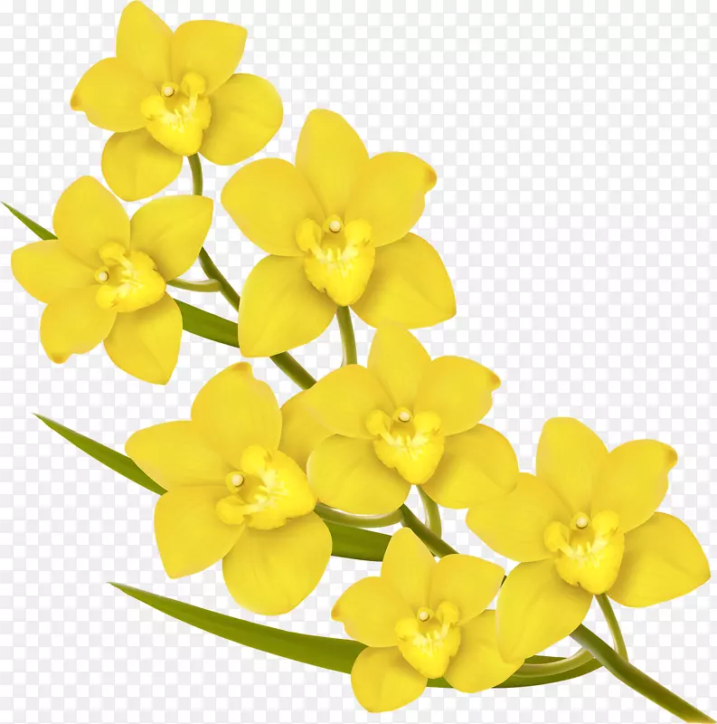 免费黄-六朵黄花