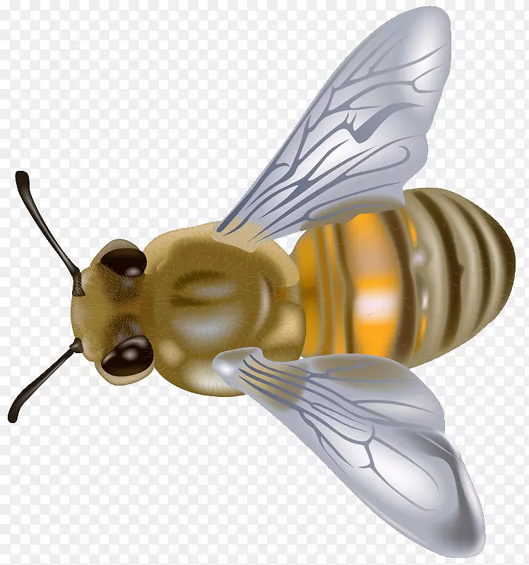 西方蜜蜂剪贴画-蜜蜂图片