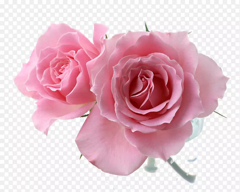 粉色画花玫瑰‘伊甸园’-盛开的花朵