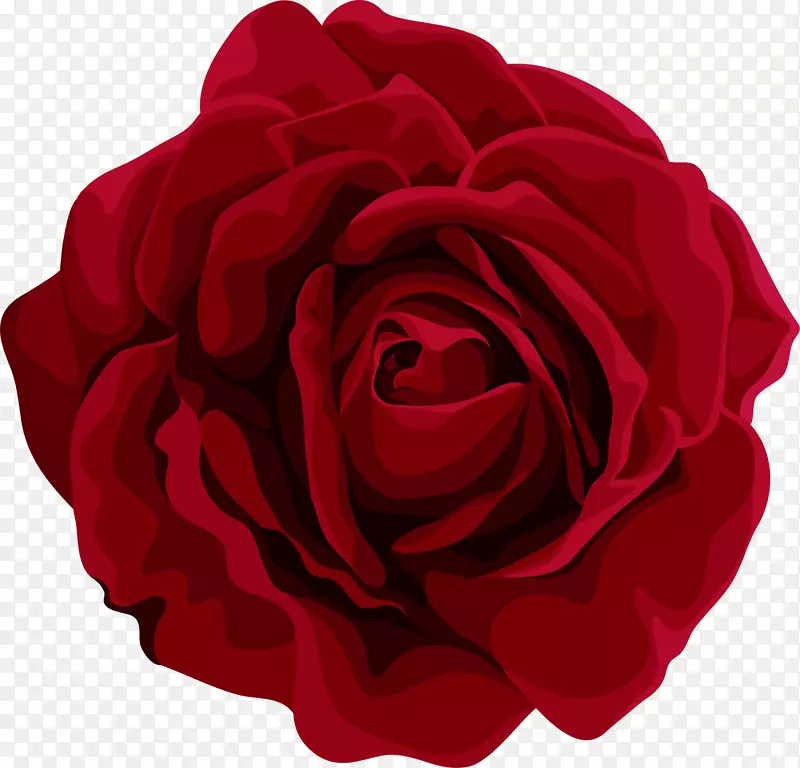 花园玫瑰、蜈蚣玫瑰、红花、花瓣-美丽的红花