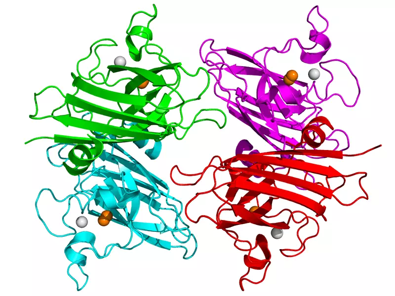 超氧化物歧化酶SOD 1歧化-大肠杆菌卡通