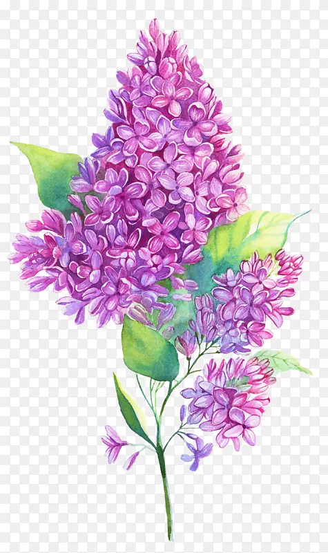 水彩画紫丁香插图-花装饰