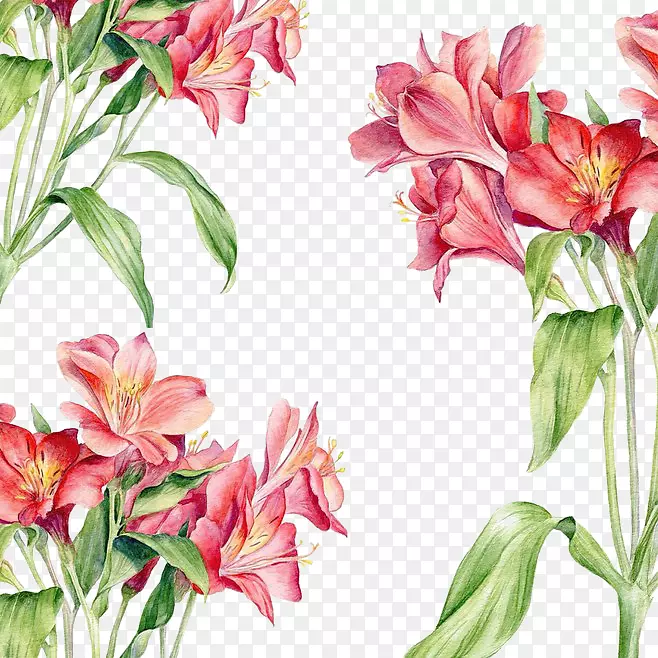 水彩画插图.红色花朵背景