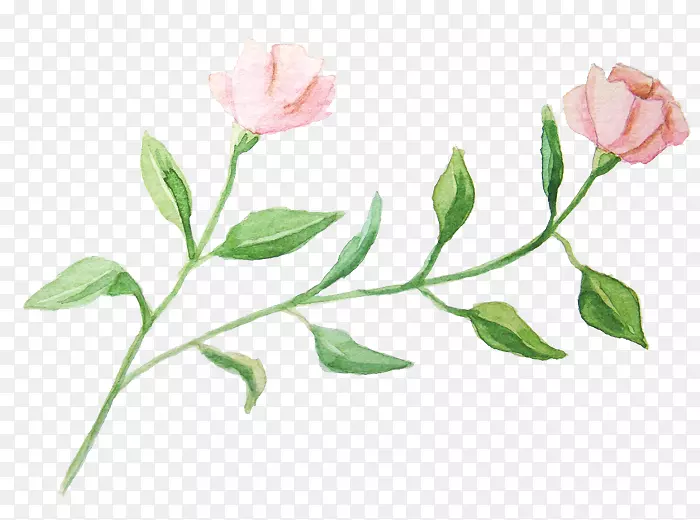 水彩花卉花园玫瑰水彩画