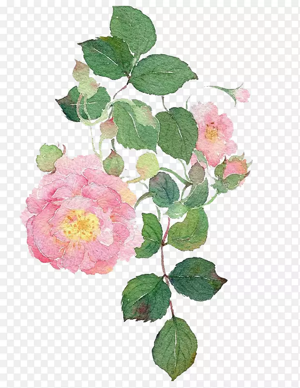 花园玫瑰水彩花狗玫瑰水彩画