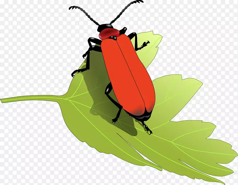 甲虫有趣的昆虫剪贴画自然剪贴画
