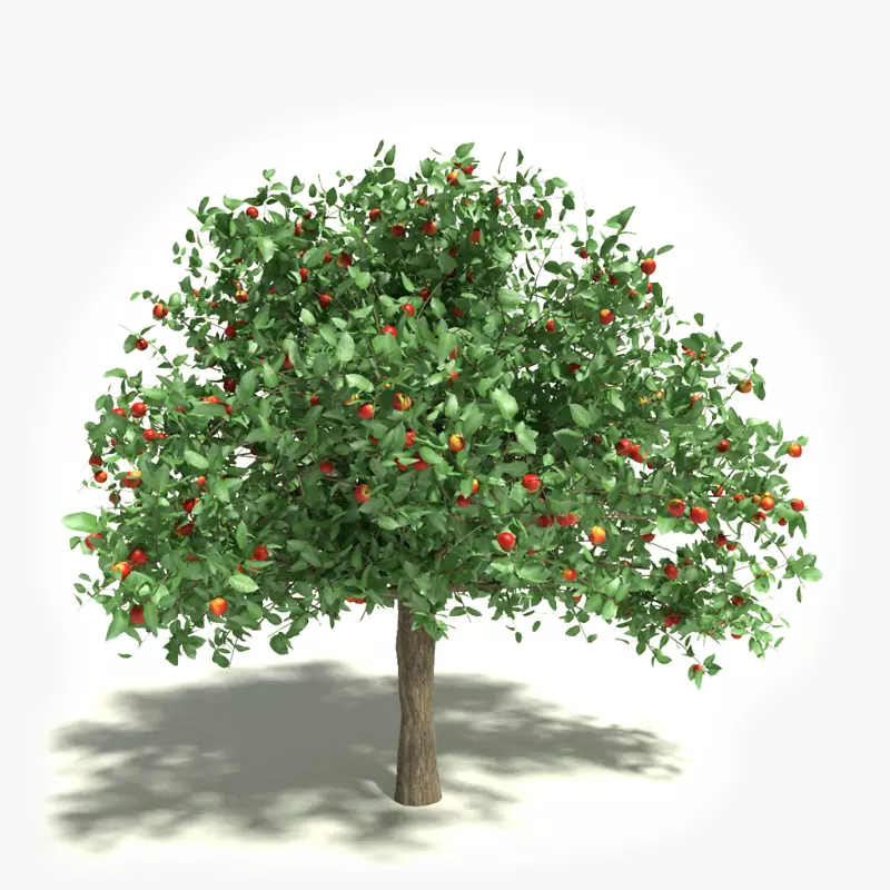 苹果白透明木摄影剪贴画-苹果树