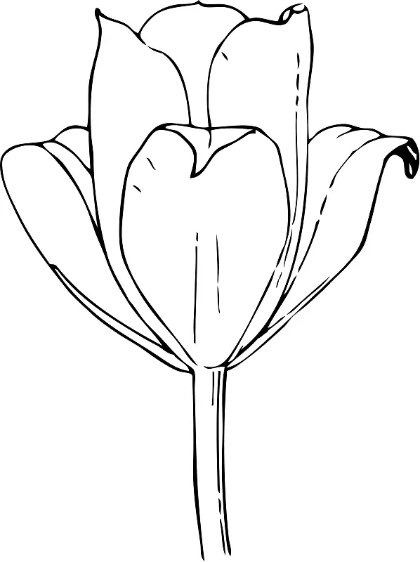 郁金香：一朵花的故事，它使男人疯狂的着色书，剪贴画，郁金香剪贴画的轮廓。