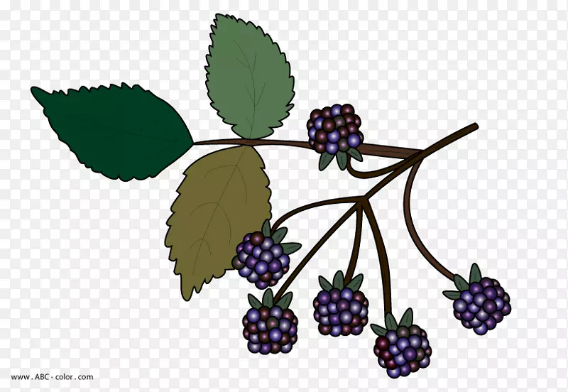 黑莓剪贴画-黑色浆果剪贴画