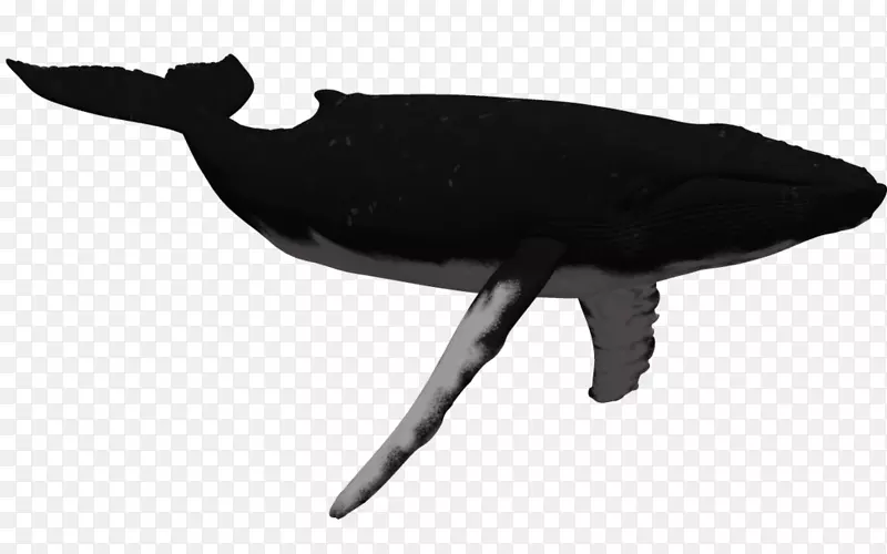 座头鲸虎鲸剪贴画-座头鲸剪贴画