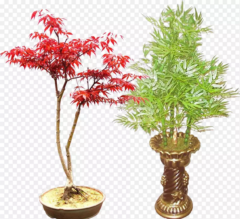 红枫树盆景竹材-无拔盆栽料