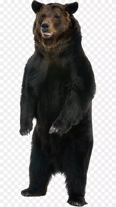 褐熊烟熊大熊猫海报-黑熊