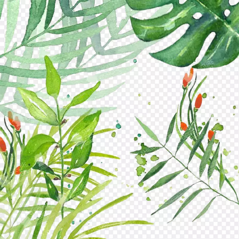 普通葡萄叶插图-葡萄树可免费下载。