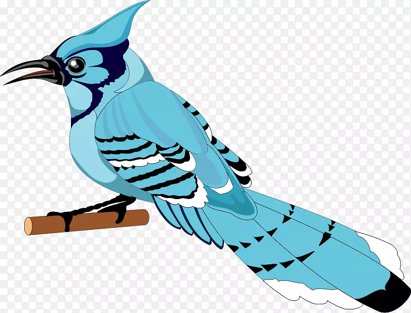 多伦多蓝鸦鸟剪贴画免费鸟类载体