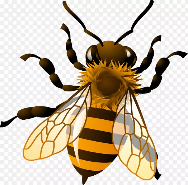 西方蜜蜂蜂王-免费剪贴画-简单的昆虫剪贴画