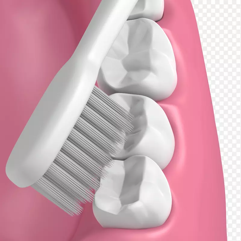 牙刷口臭口腔牙科.牙科模型
