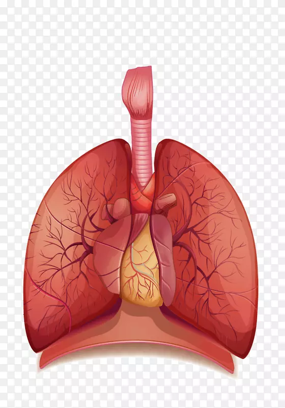 人体呼吸系统呼吸人体肺PNG透明图像