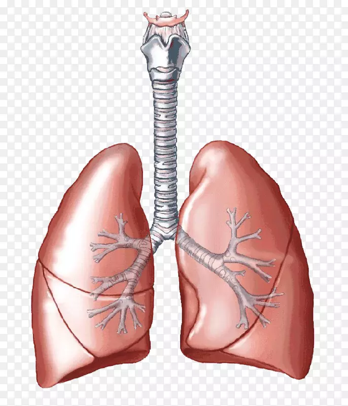 肺二氧化碳呼吸系统人体-肺PNG透明图像