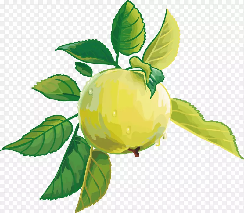 果汁托果苹果-水果载体