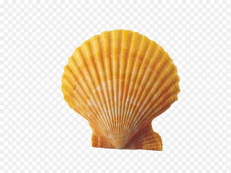 贝壳海螺夹艺术壳