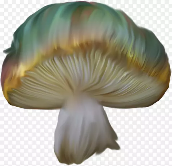 牡蛎香菇花瓣手绘蘑菇