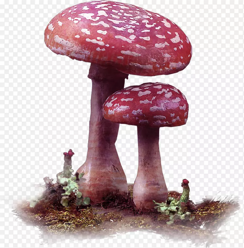 食用菌-红鲜蘑菇装饰图案