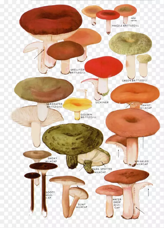 蘑菇素描木耳插图.卡通蘑菇木耳