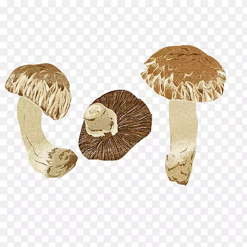 粽子蘑菇木耳画-蘑菇手绘材料图