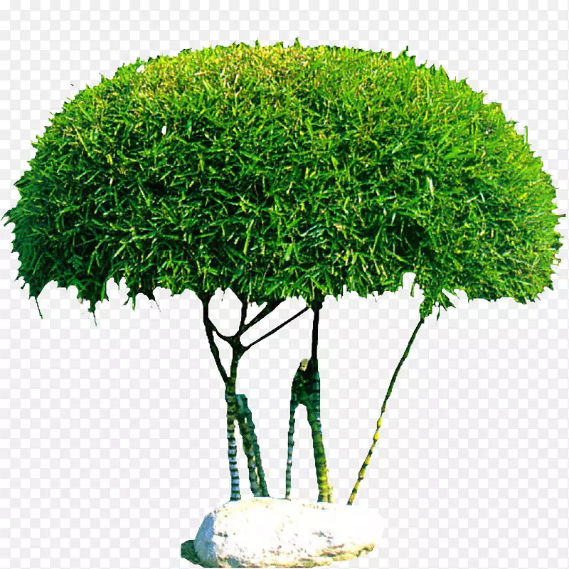 乔木灌木原木摄影植物-蘑菇式树PNG图片素材下载_图片编号549174-PNG素材网