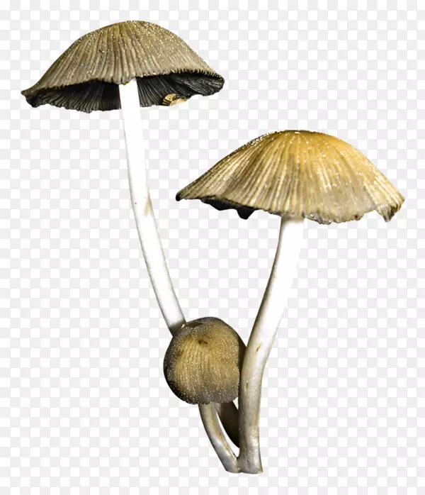 蘑菇.手绘蘑菇