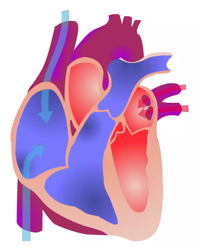心脏电传导系统解剖心脏周期-护理照片