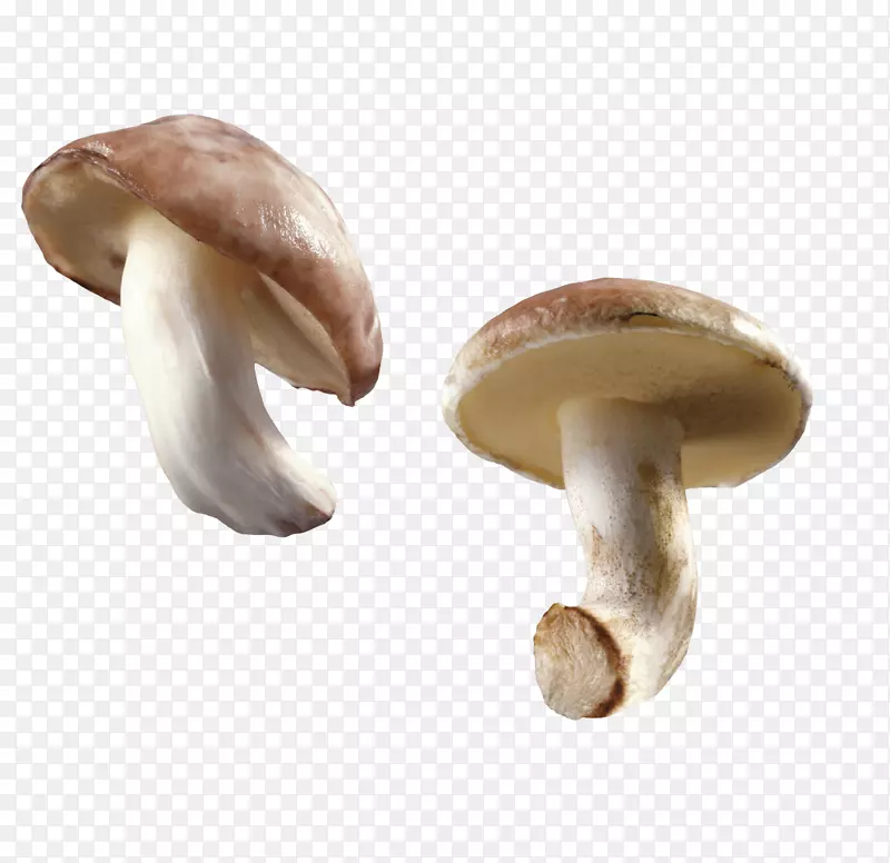 两种新鲜小蘑菇