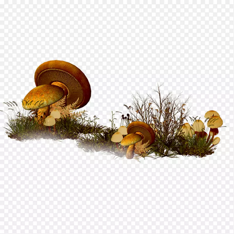 蘑菇剪贴画-复古草甸蘑菇