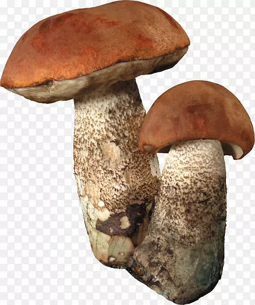 食用菌牛肝菌剪贴画大蘑菇五颜六色无扣材料