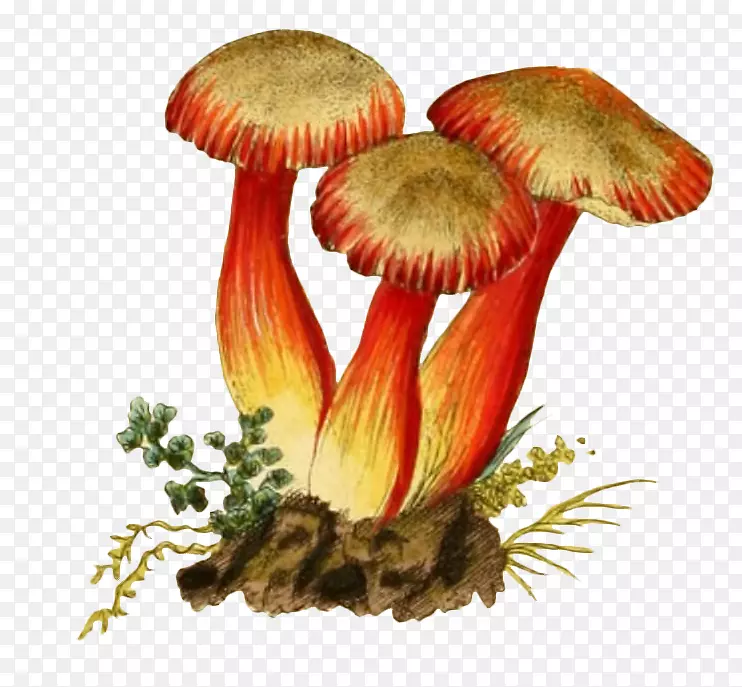 插图-手工绘制蘑菇