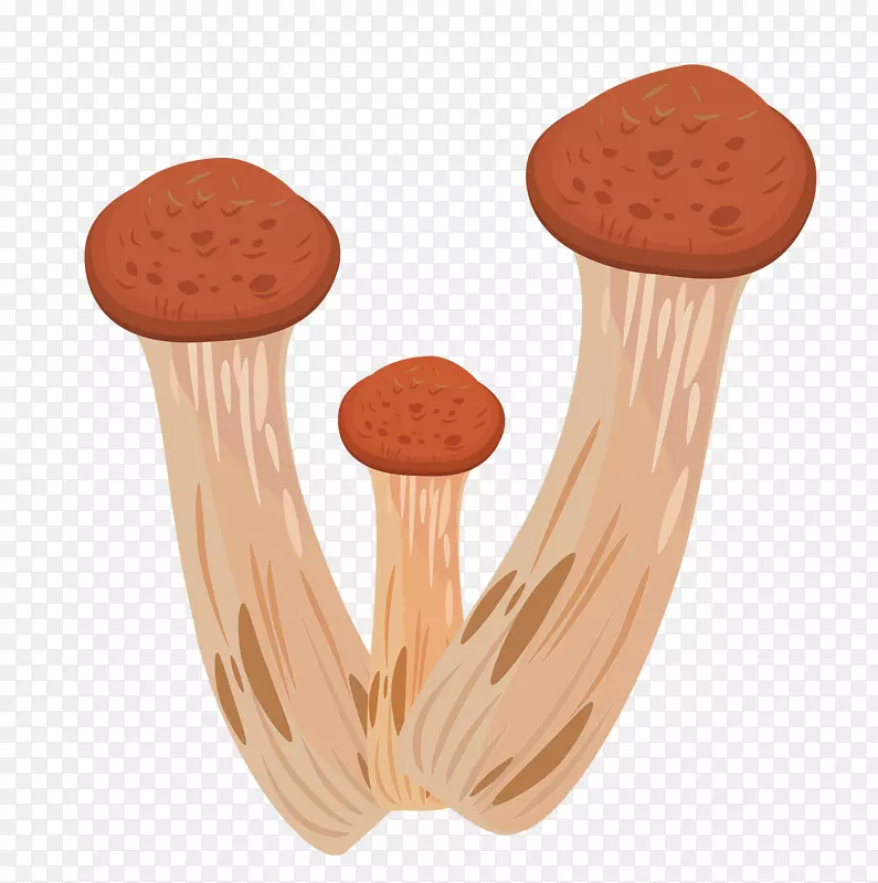 牛肝菌食用菌插图.手工绘制的蘑菇