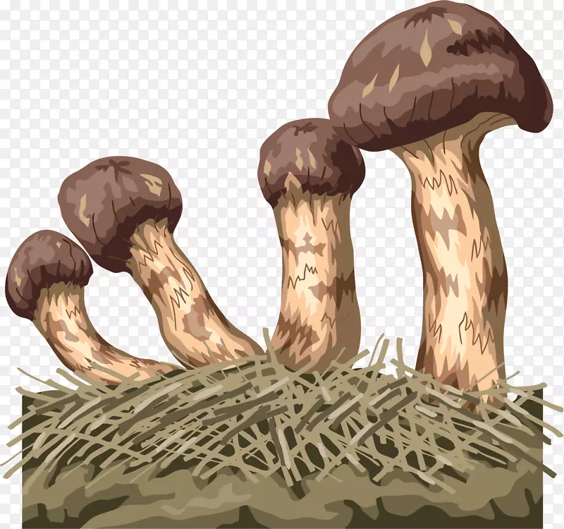 食用菌真菌手绘蘑菇