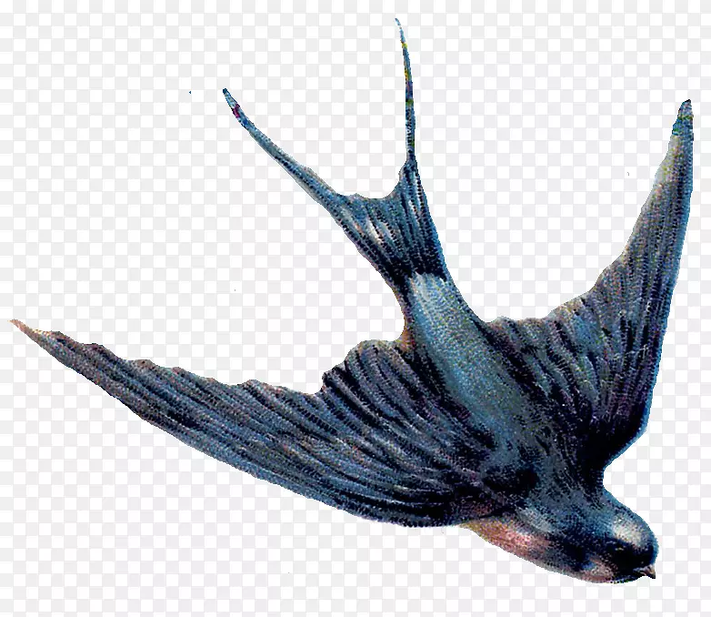 燕子鸟夹艺术-鸽子图形