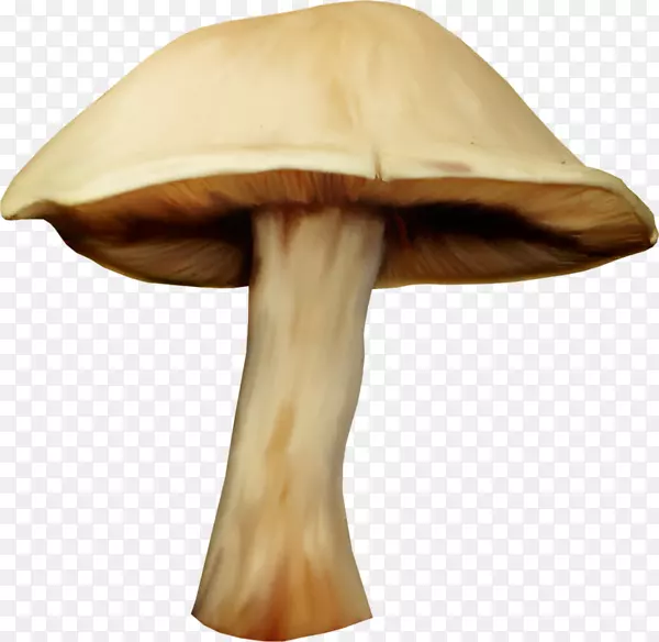 蘑菇水彩画木耳手绘蘑菇