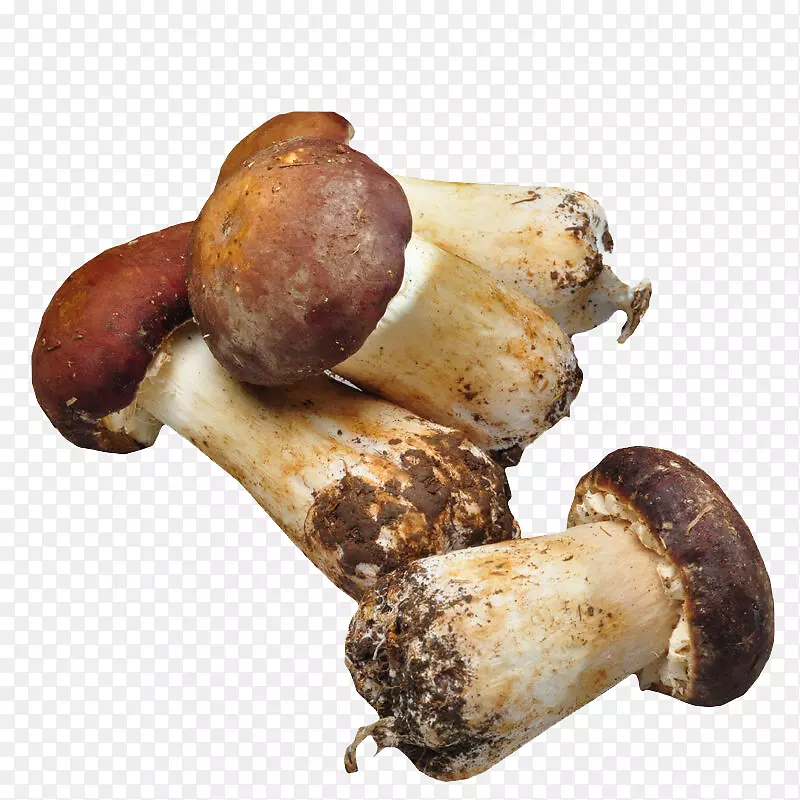松茸蘑菇鲜菇