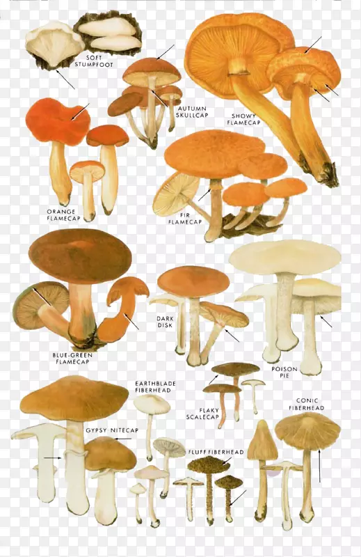 食用菌香菇插图.卡通黄菇