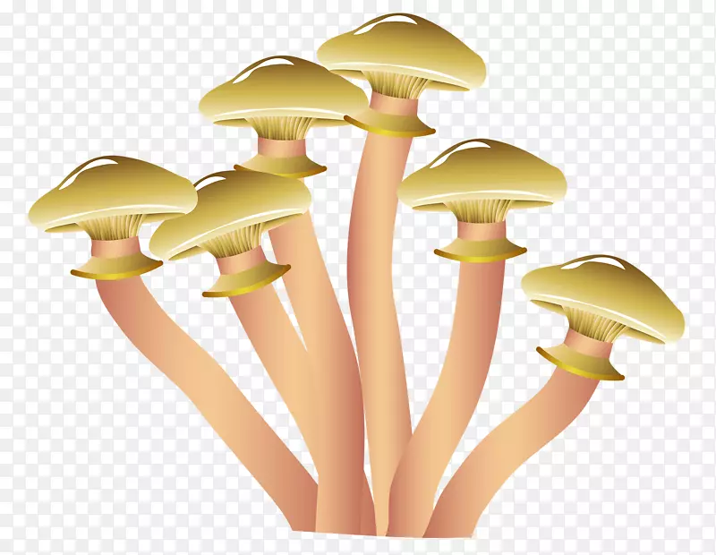 羊肚菌，食用菌插图.手工绘制的蘑菇