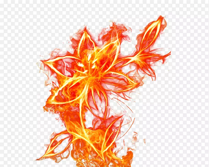 火焰花卉-火焰花卉材料