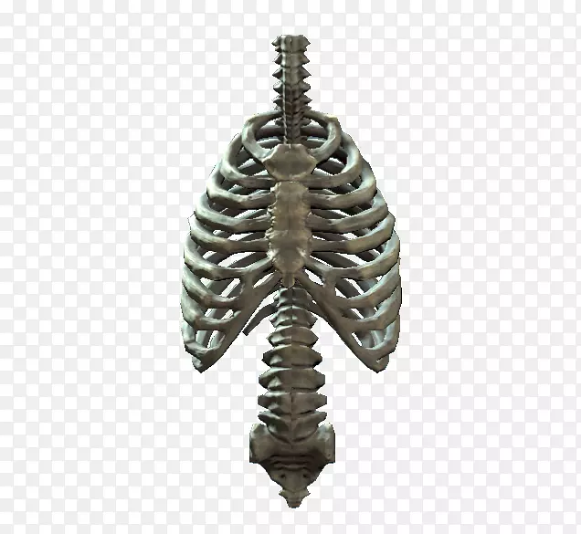肋骨-人体骨骼-肋骨-PNG透明图像